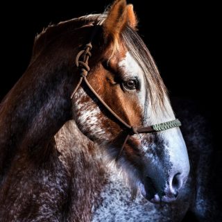 Name: Majestic McDuff Breed: Clydesdale ...