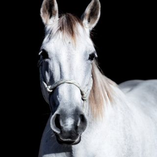 Name: Reliable Redwing Breed: Quarter ...