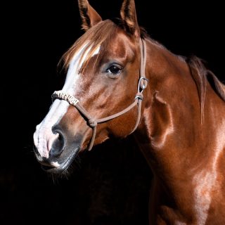 Name: Trusty Rusty Breed: Quarter horse ...