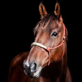 Name: Priceless Prince Breed: ...