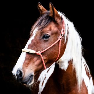 Name: Bright Buddy Breed: Pinto ...